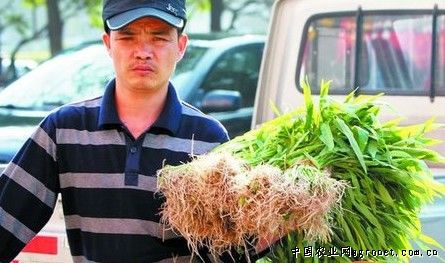 上周(1月27日-2月2日)屯溪区蔬菜价格持续上涨