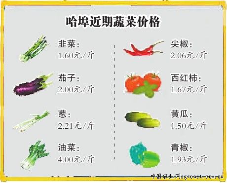 洛椒系列种子价格