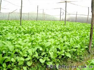 北京红红薯产地供应