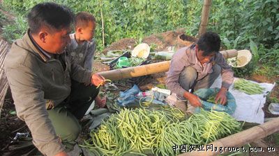 长裙竹荪种植方案具体步骤