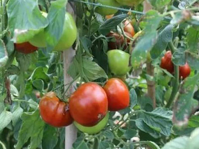 以色列西红柿价格行情