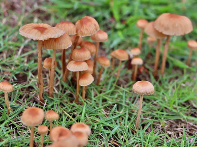 岢岚银盘蘑菇