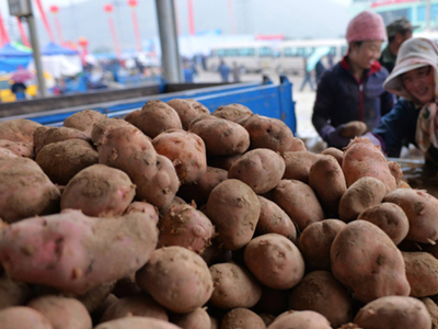 富金053土豆种子公司