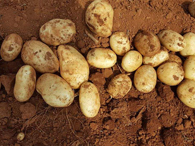庄薯3号土豆品种有哪些