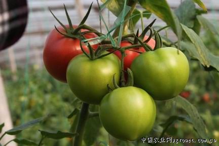 圣罗兰系列西红柿种子