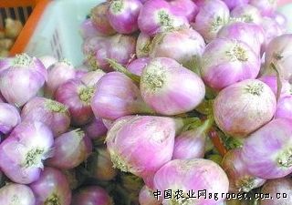 紫薯种植时间