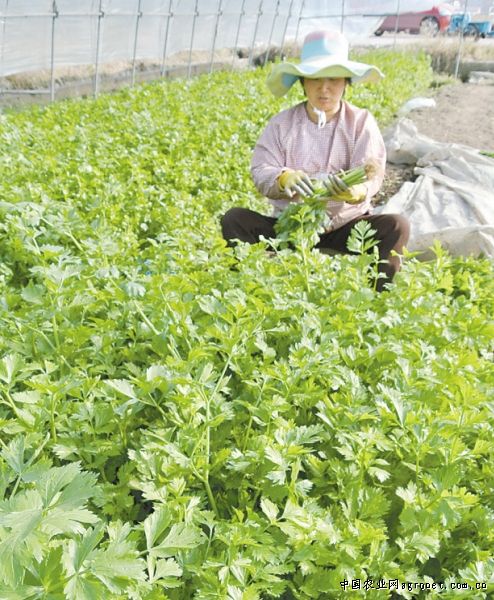 翠绿宝毛豆育种技术