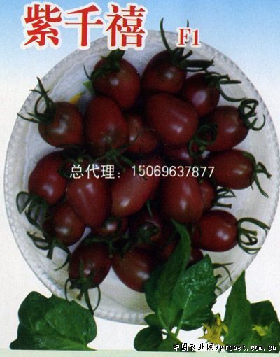 东风菜的种植方法