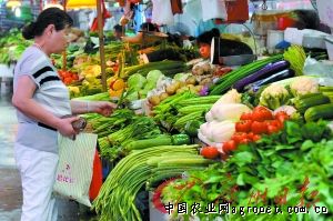 北京大白菜市场价格