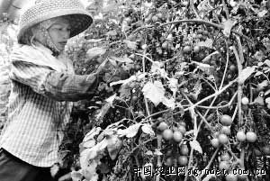 黄湾藕育种技术