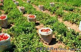 菌壤薯施肥技术