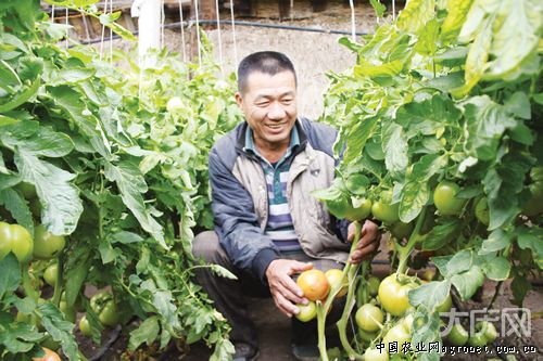 红苋菜的盆栽种植方法