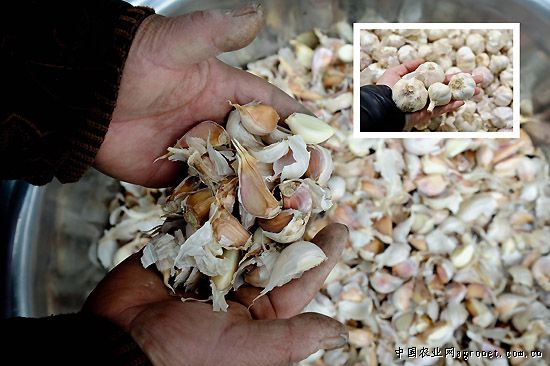 白珍珠四季豆种植技术