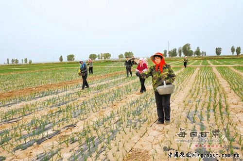 杞县蒜苔种植技术
