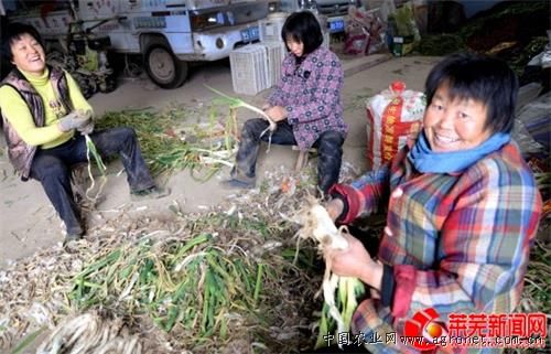 潍县萝卜育种技术