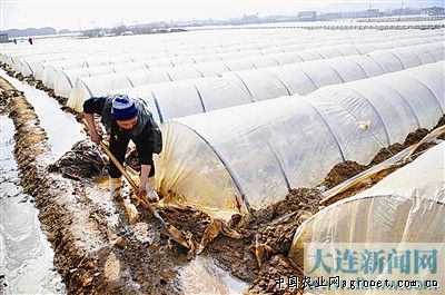 北京系列红薯基地