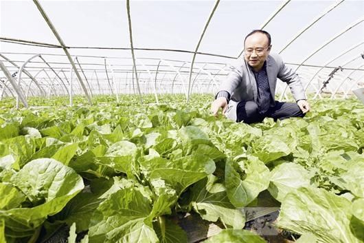 日本政府将允许福岛县部分地区出产的蔬菜上市销售