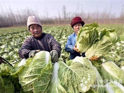 白菜苔种植技术