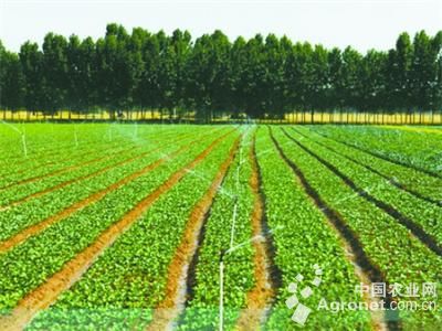 克山土豆施肥技术