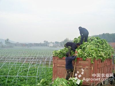 大白菜种植管理技术