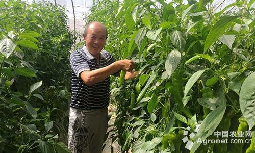 中国蔬菜网五洲巨葱