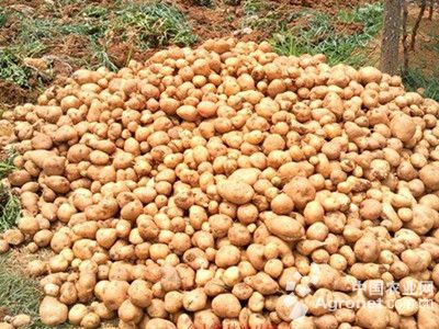 滕州土豆种植技术