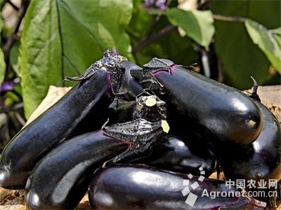 紫扁豆施肥技术
