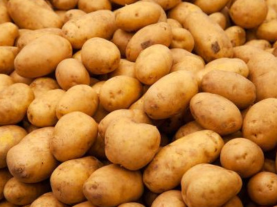v7土豆市场批发价格