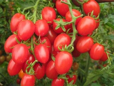金塔辣椒种植技术