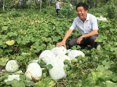广东韭黄种植技术