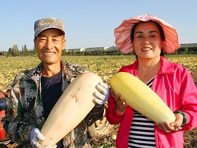 潍县萝卜种植