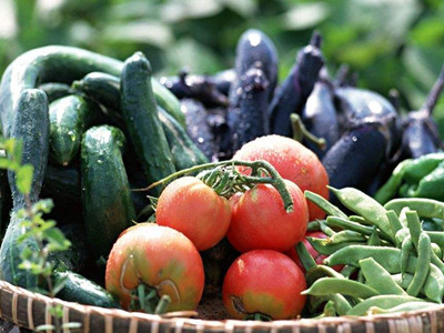 普罗旺斯番茄新品种