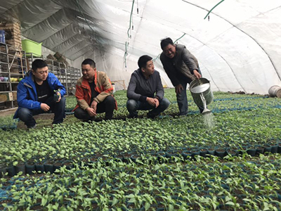 古田茶树菇育种技术