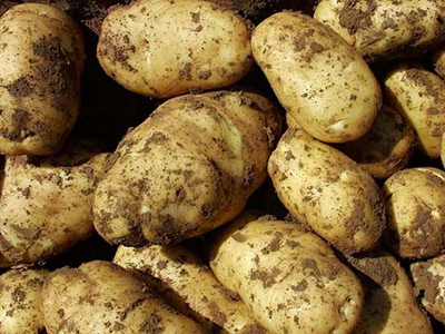 土豆薯