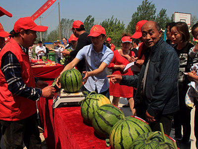 中华巨葱种植技术